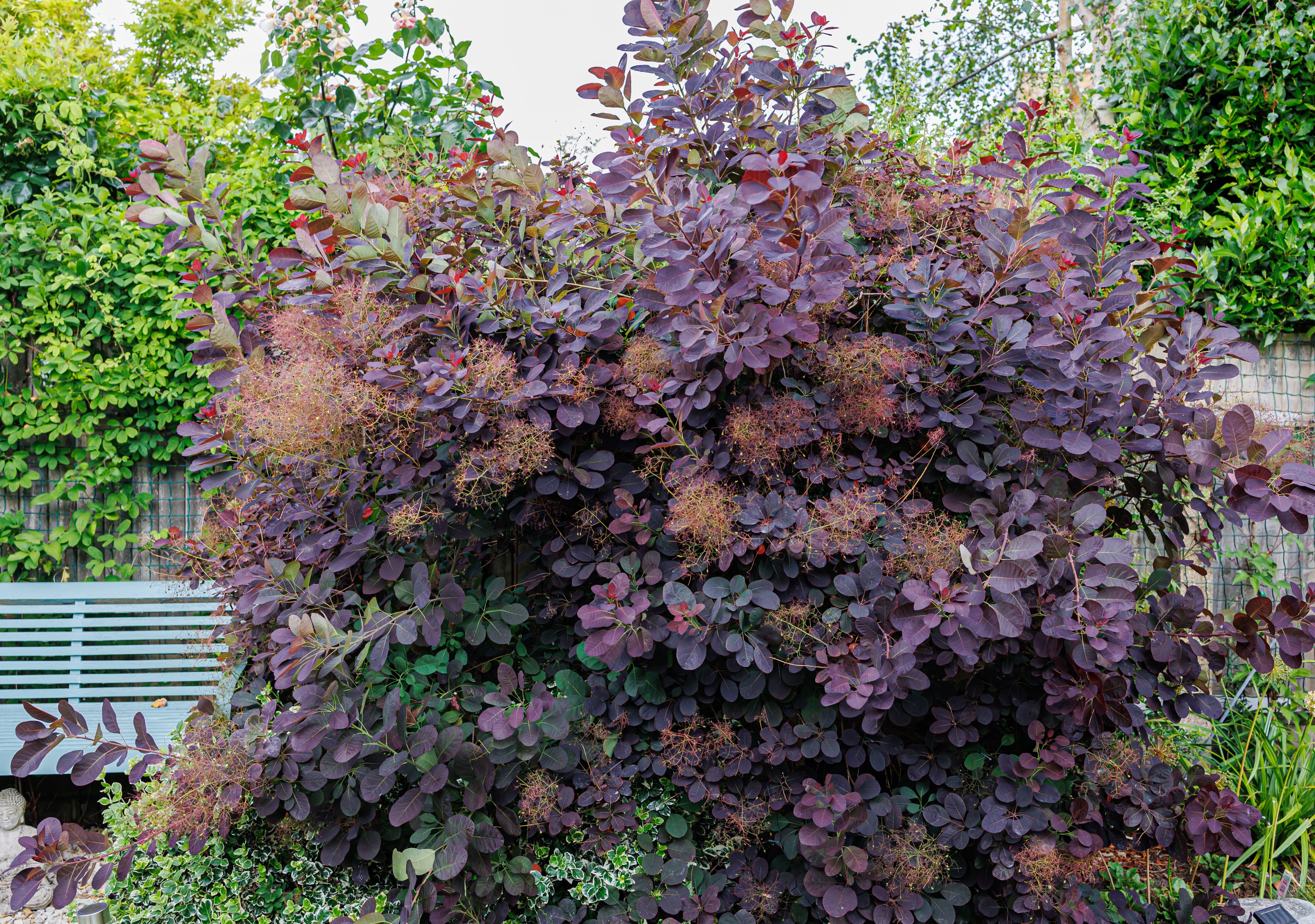 rödbladig perukbuske 'Royal Purple'
