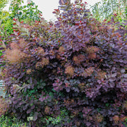 rödbladig perukbuske 'Royal Purple'
