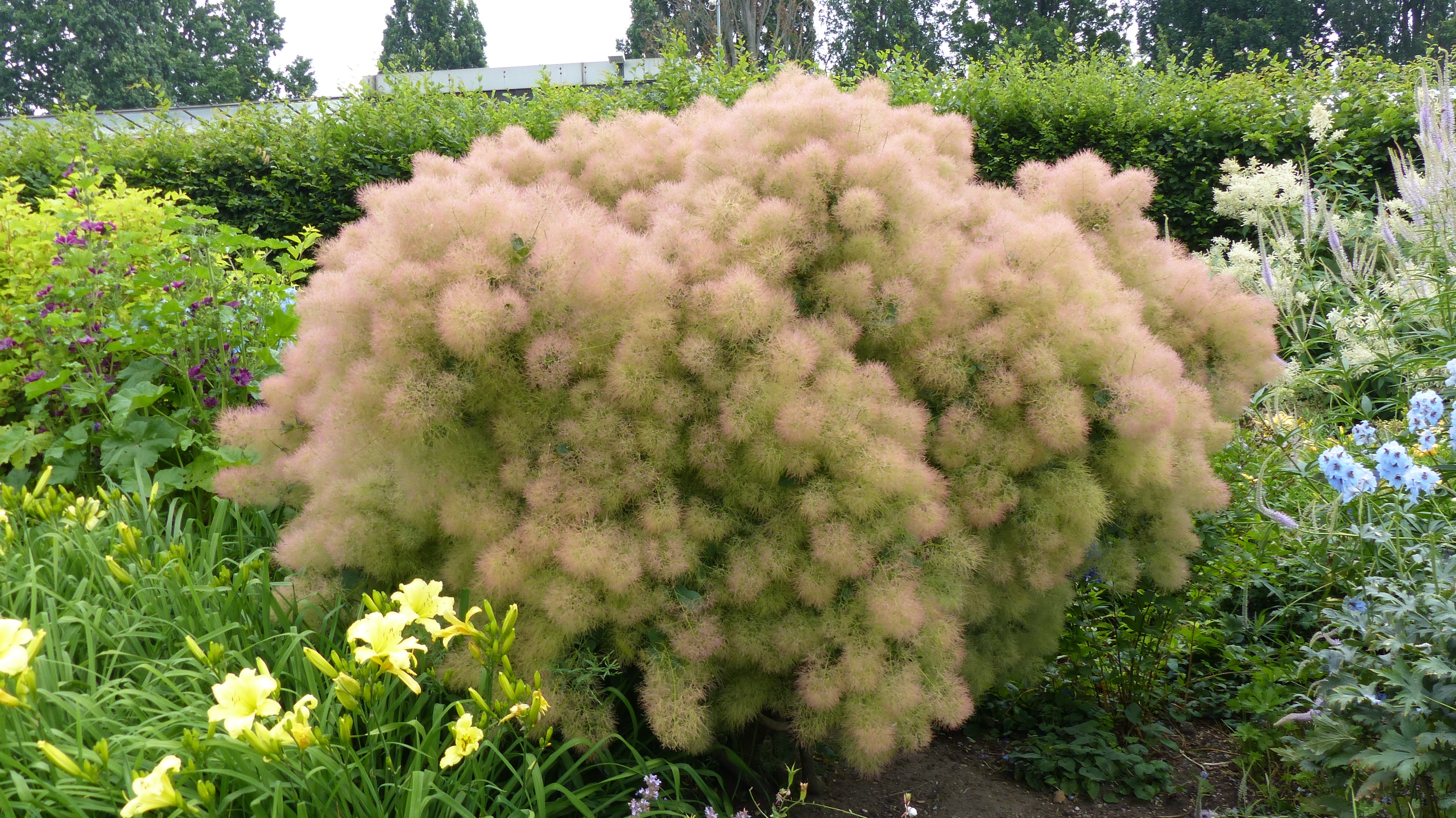 perukbuske 'Young Lady'