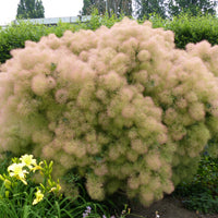 perukbuske 'Young Lady'