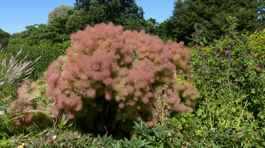 perukbuske 'Young Lady'