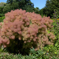 perukbuske 'Young Lady'