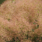perukbuske 'Young Lady'