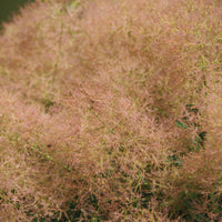 perukbuske 'Young Lady'