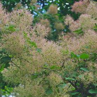 perukbuske 'Young Lady'