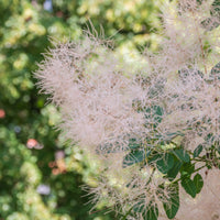 perukbuske 'Young Lady'