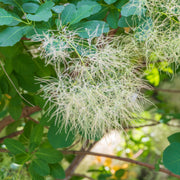 perukbuske 'Young Lady'