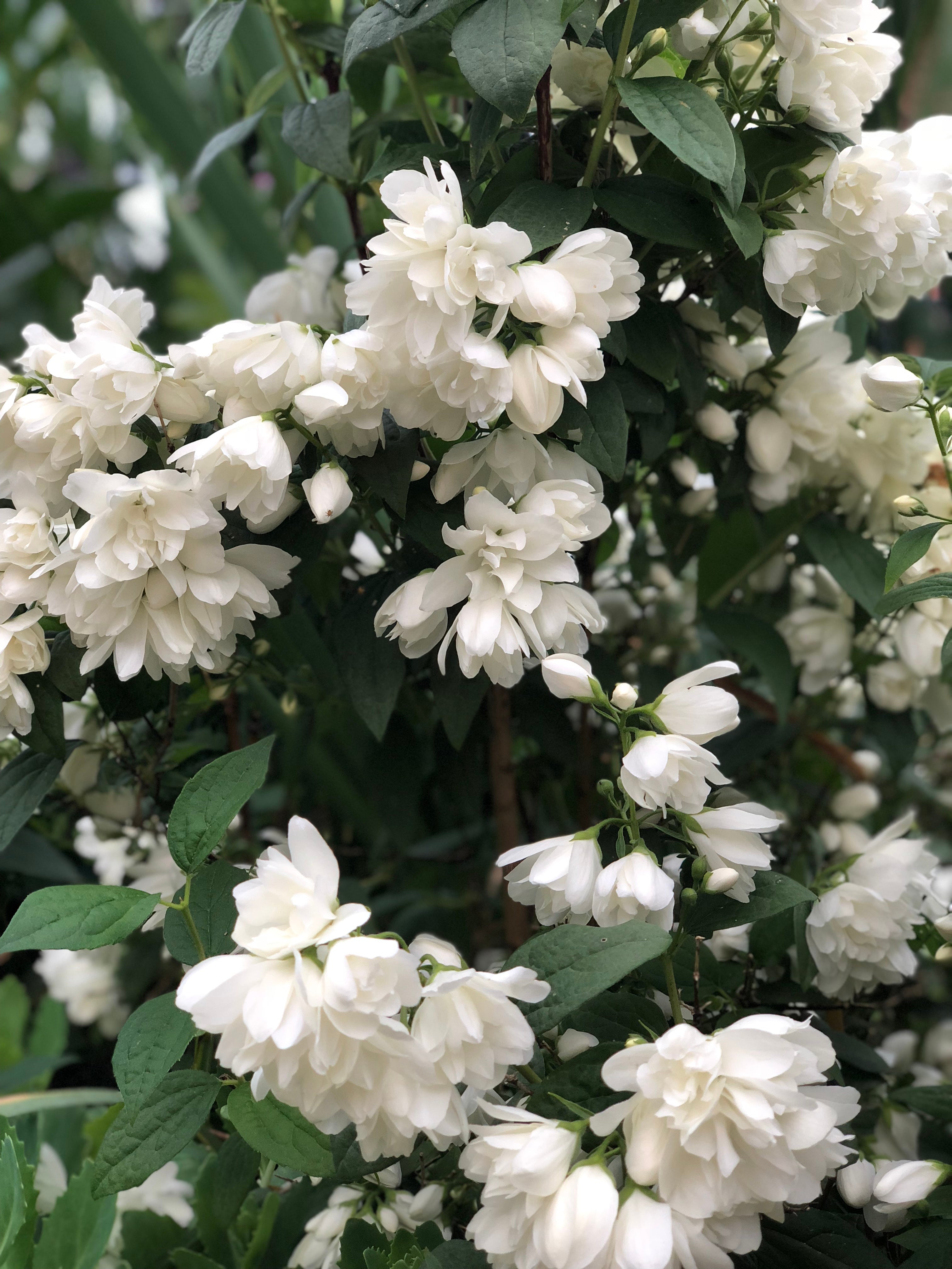 kameliaschersmin 'Snowbelle'