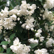 kameliaschersmin 'Snowbelle'