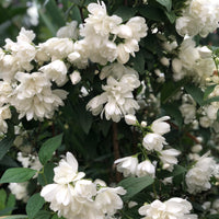 kameliaschersmin 'Snowbelle'