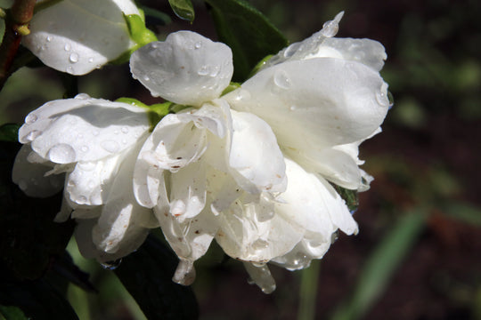 kameliaschersmin 'Snowbelle'