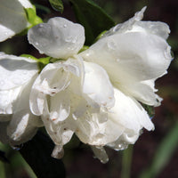 kameliaschersmin 'Snowbelle'