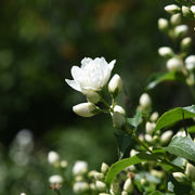 kameliaschersmin 'Snowbelle'