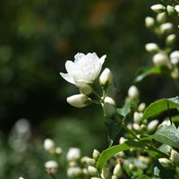kameliaschersmin 'Snowbelle'