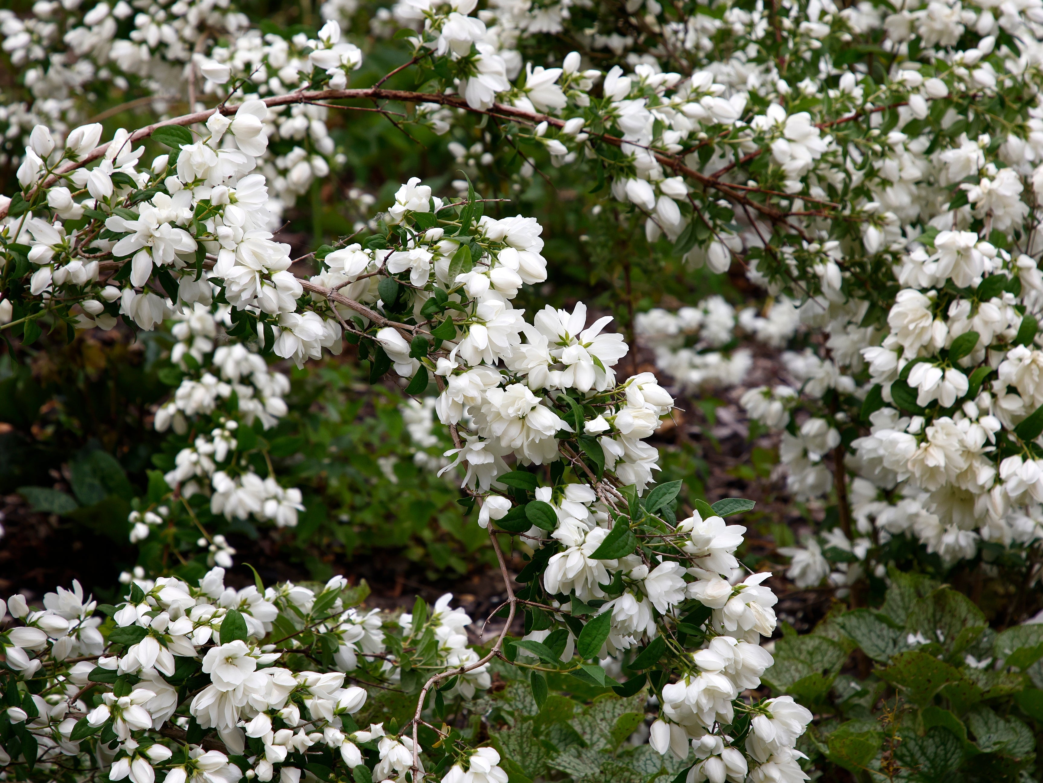 kameliaschersmin 'Snowbelle'