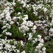 kameliaschersmin 'Snowbelle'