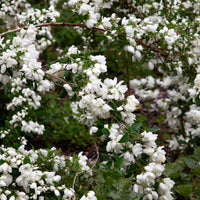 kameliaschersmin 'Snowbelle'