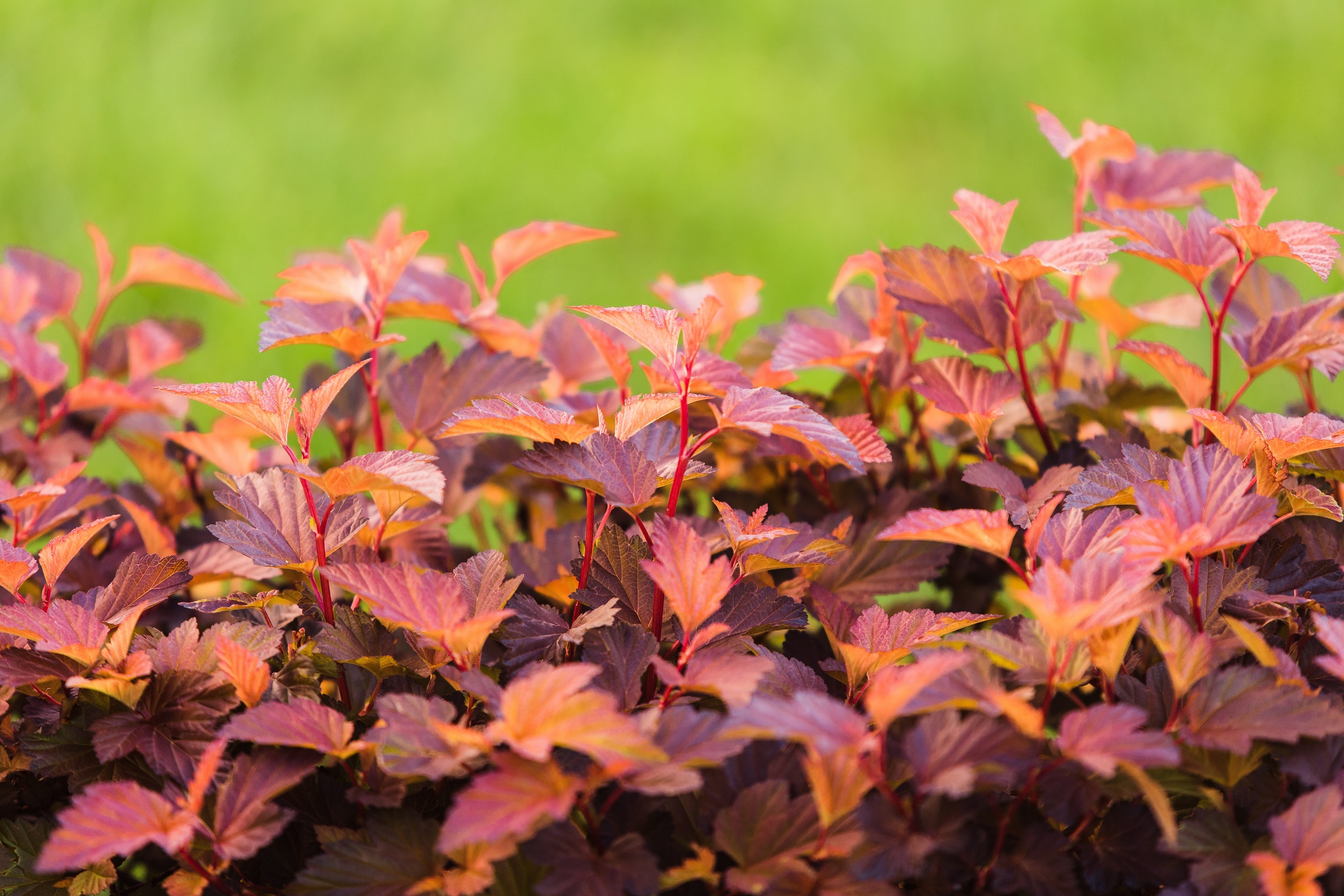 smällspirea LITTLE ANGEL ('Hoogi016'PBR)