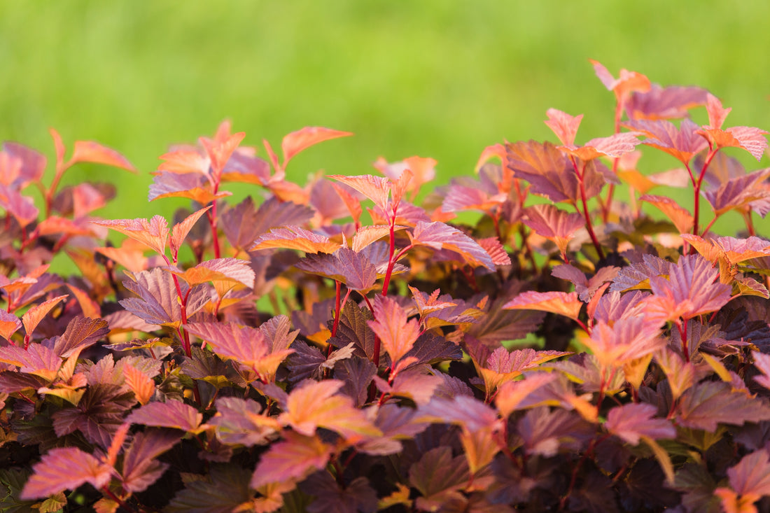 smällspirea LITTLE ANGEL ('Hoogi016'PBR)
