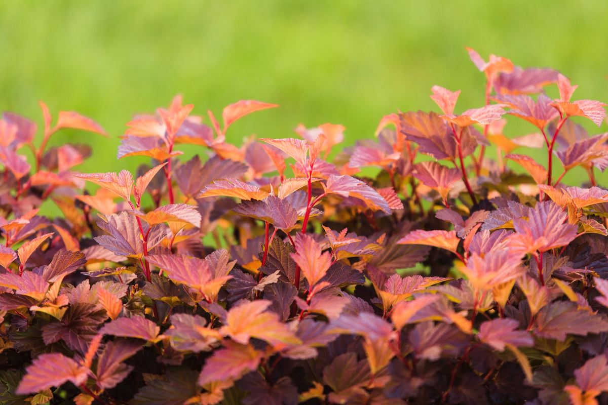 smällspirea LITTLE ANGEL ('Hoogi016'PBR)