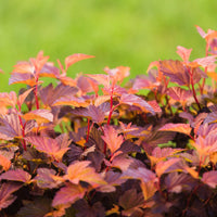 smällspirea LITTLE ANGEL ('Hoogi016'PBR)