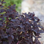 smällspirea LITTLE ANGEL ('Hoogi016'PBR)