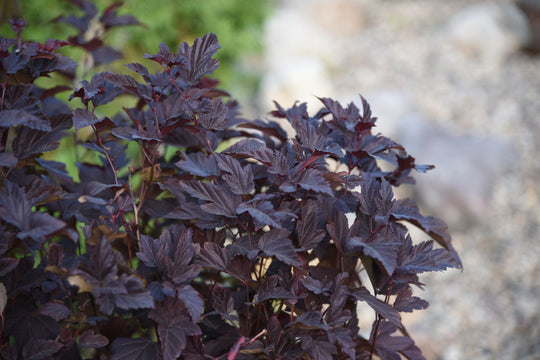 smällspirea LITTLE ANGEL ('Hoogi016'PBR)