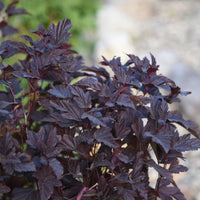 smällspirea LITTLE ANGEL ('Hoogi016'PBR)