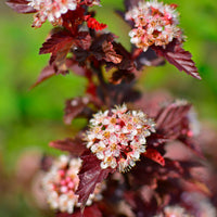 smällspirea LITTLE ANGEL ('Hoogi016'PBR)