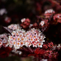 smällspirea LITTLE ANGEL ('Hoogi016'PBR)