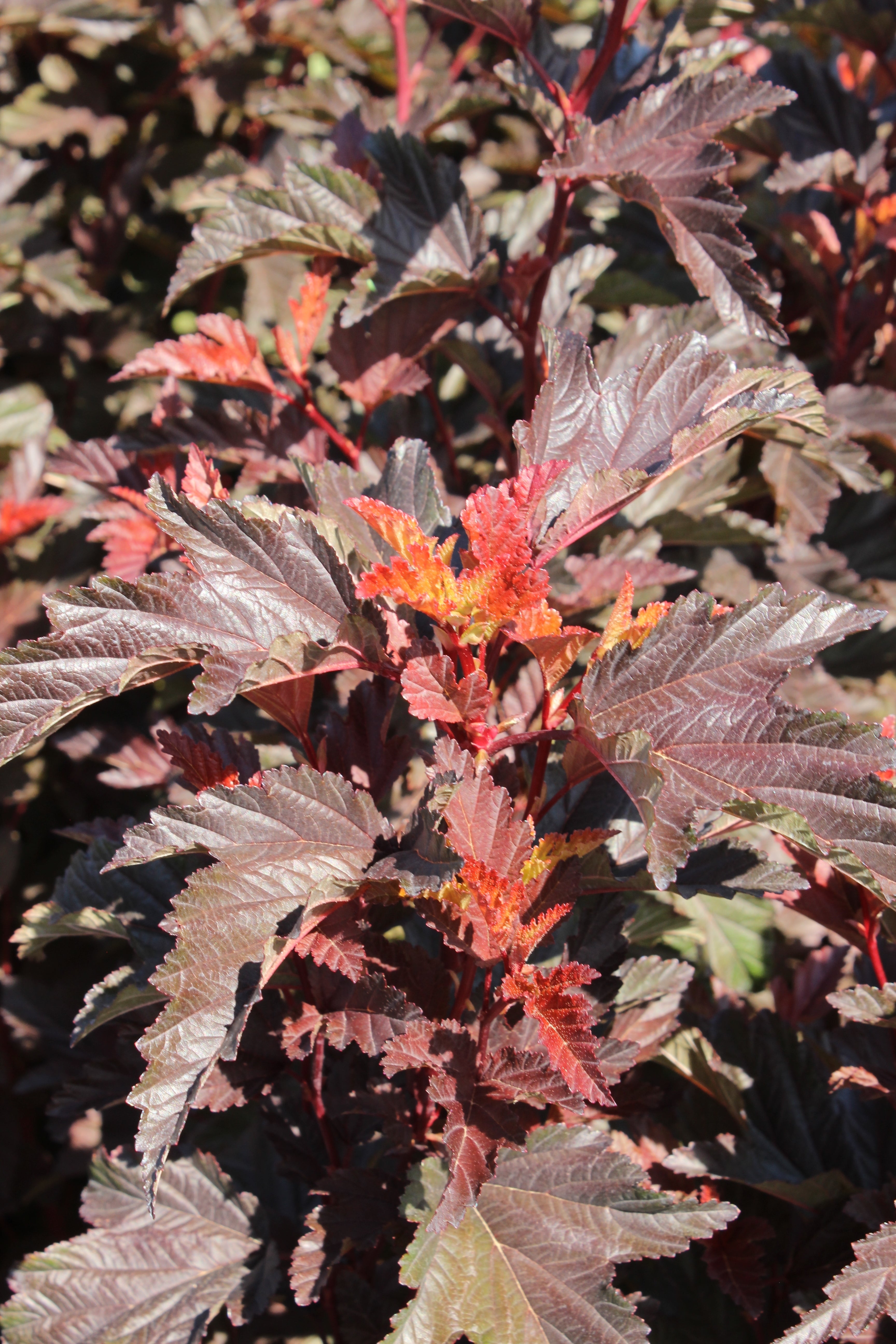 smällspirea LITTLE ANGEL ('Hoogi016'PBR)
