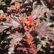 smällspirea LITTLE ANGEL ('Hoogi016'PBR)