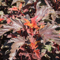smällspirea LITTLE ANGEL ('Hoogi016'PBR)