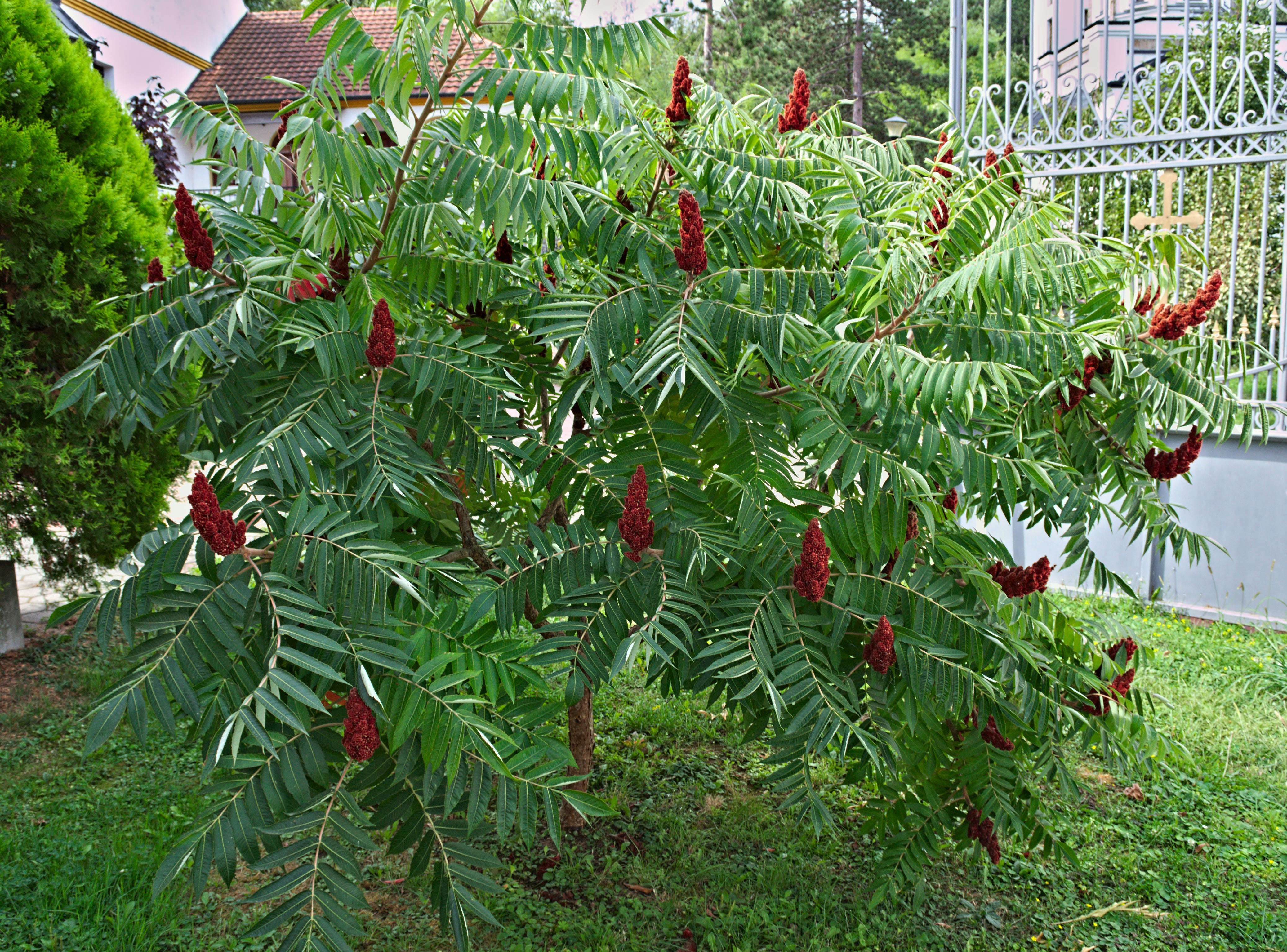 rönnsumak