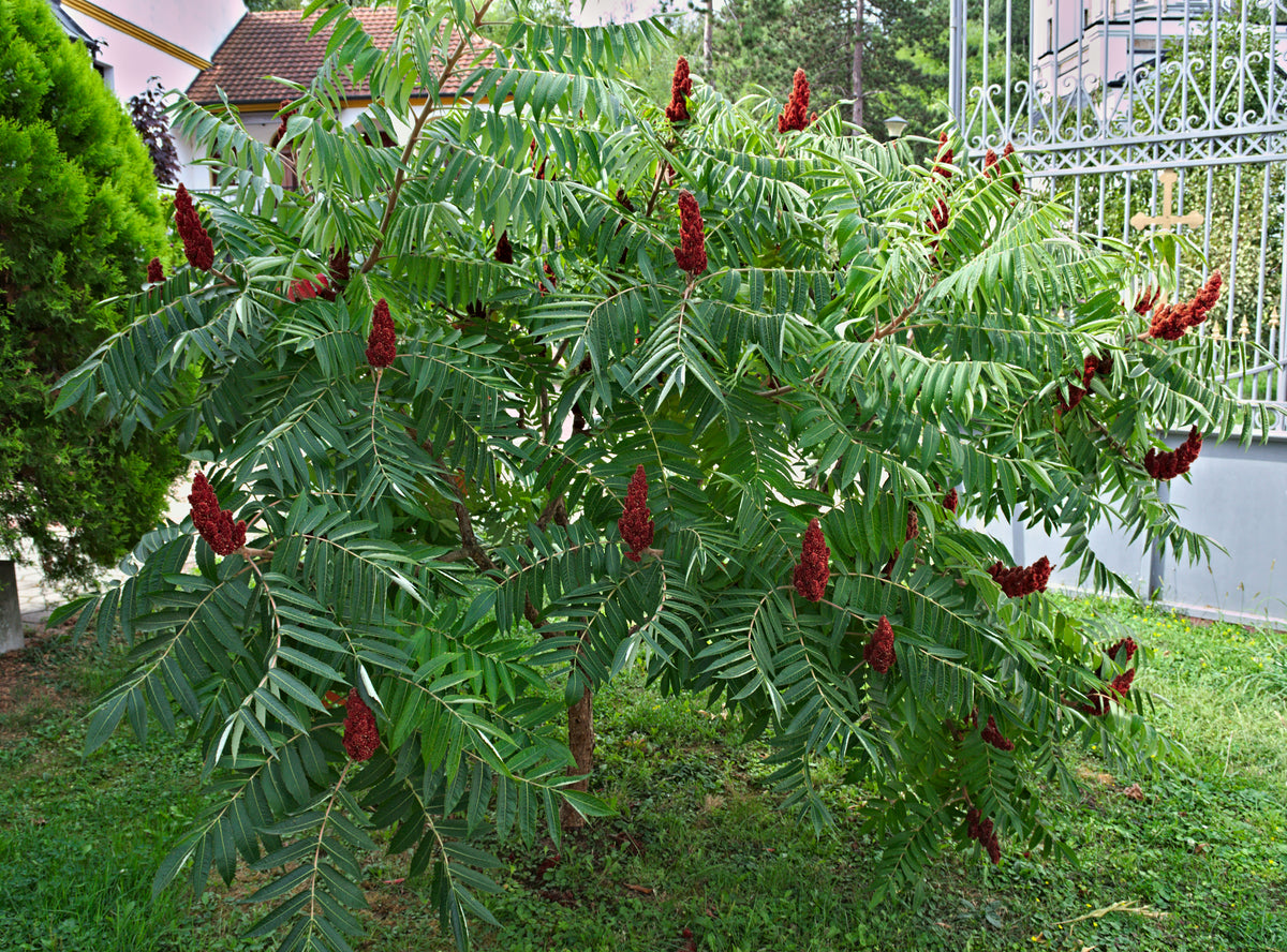 rönnsumak