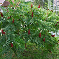 rönnsumak
