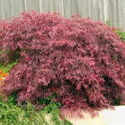 flikbladig japansk lönn 'Garnet'