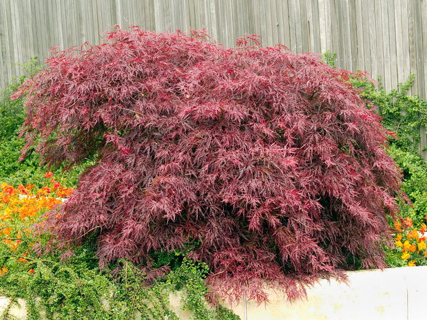 flikbladig japansk lönn 'Garnet'
