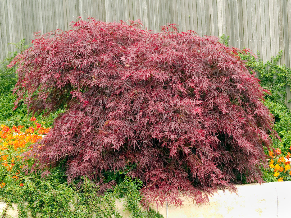 flikbladig japansk lönn 'Garnet'