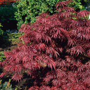 flikbladig japansk lönn 'Garnet'