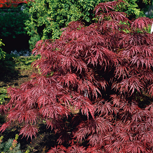 flikbladig japansk lönn 'Garnet'