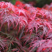 flikbladig japansk lönn 'Garnet'
