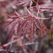 flikbladig japansk lönn 'Garnet'