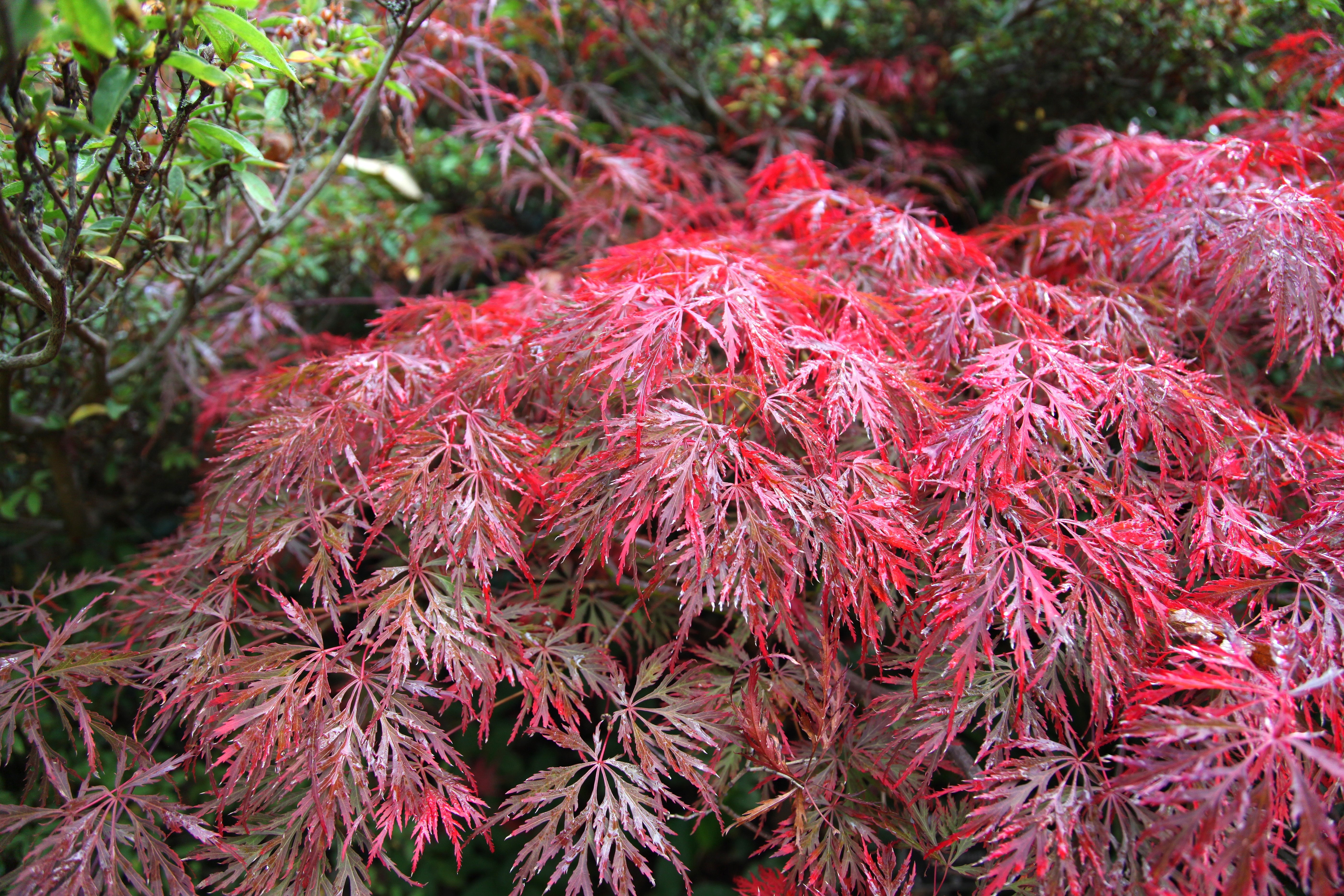 flikbladig japansk lönn 'Garnet'