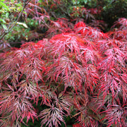 flikbladig japansk lönn 'Garnet'