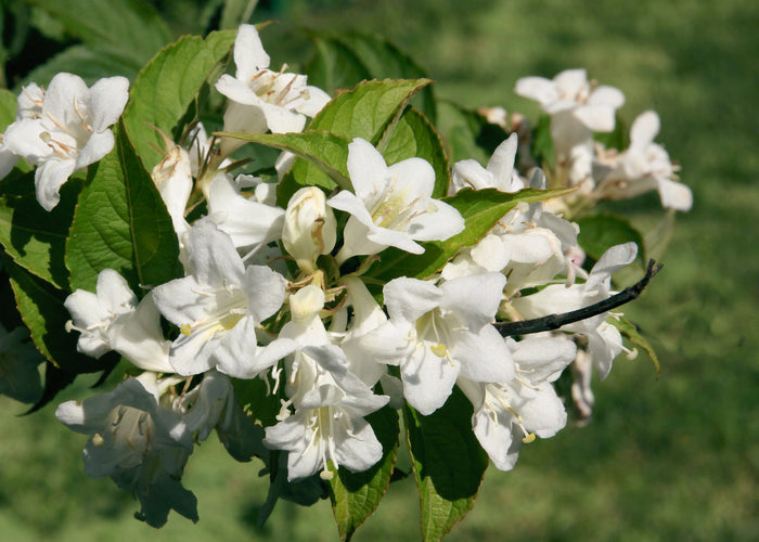 Weigela 'Bristol Snowflake'
