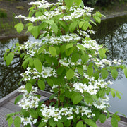 japanskt olvon 'Kilimandjaro'