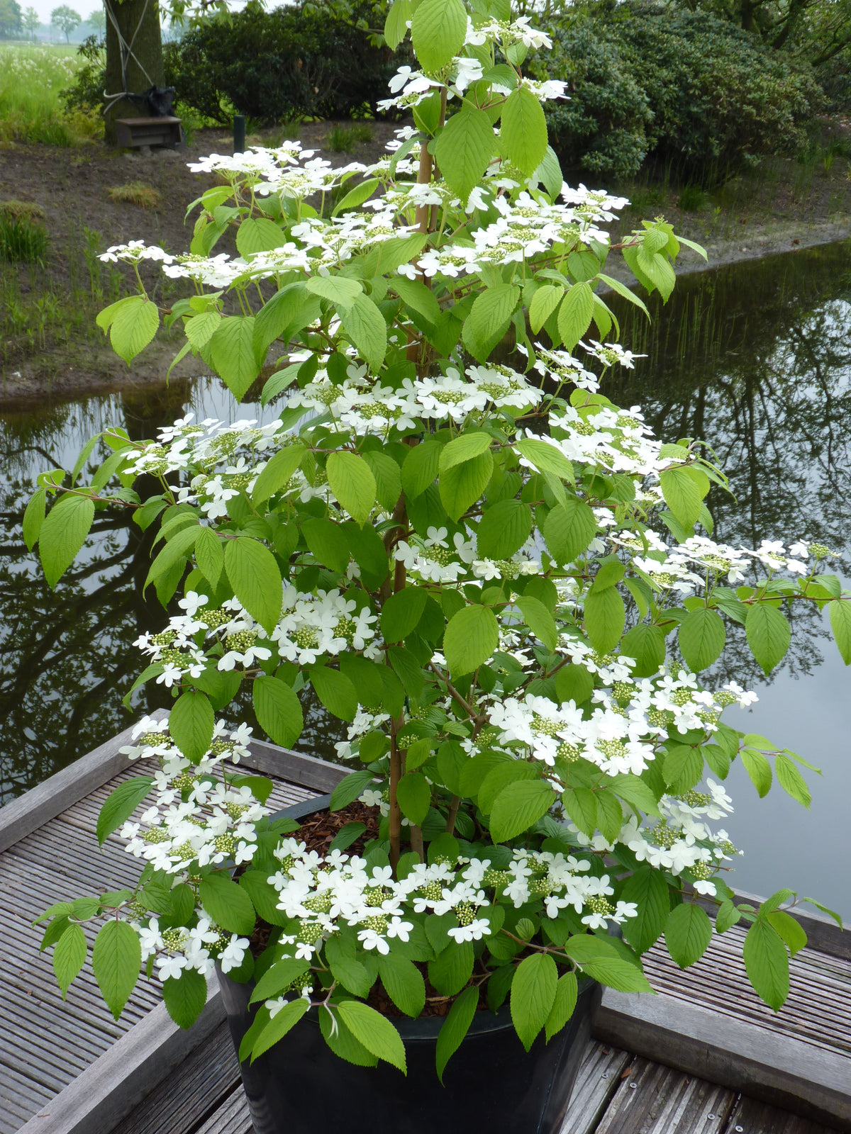 japanskt olvon 'Kilimandjaro'