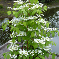 japanskt olvon 'Kilimandjaro'