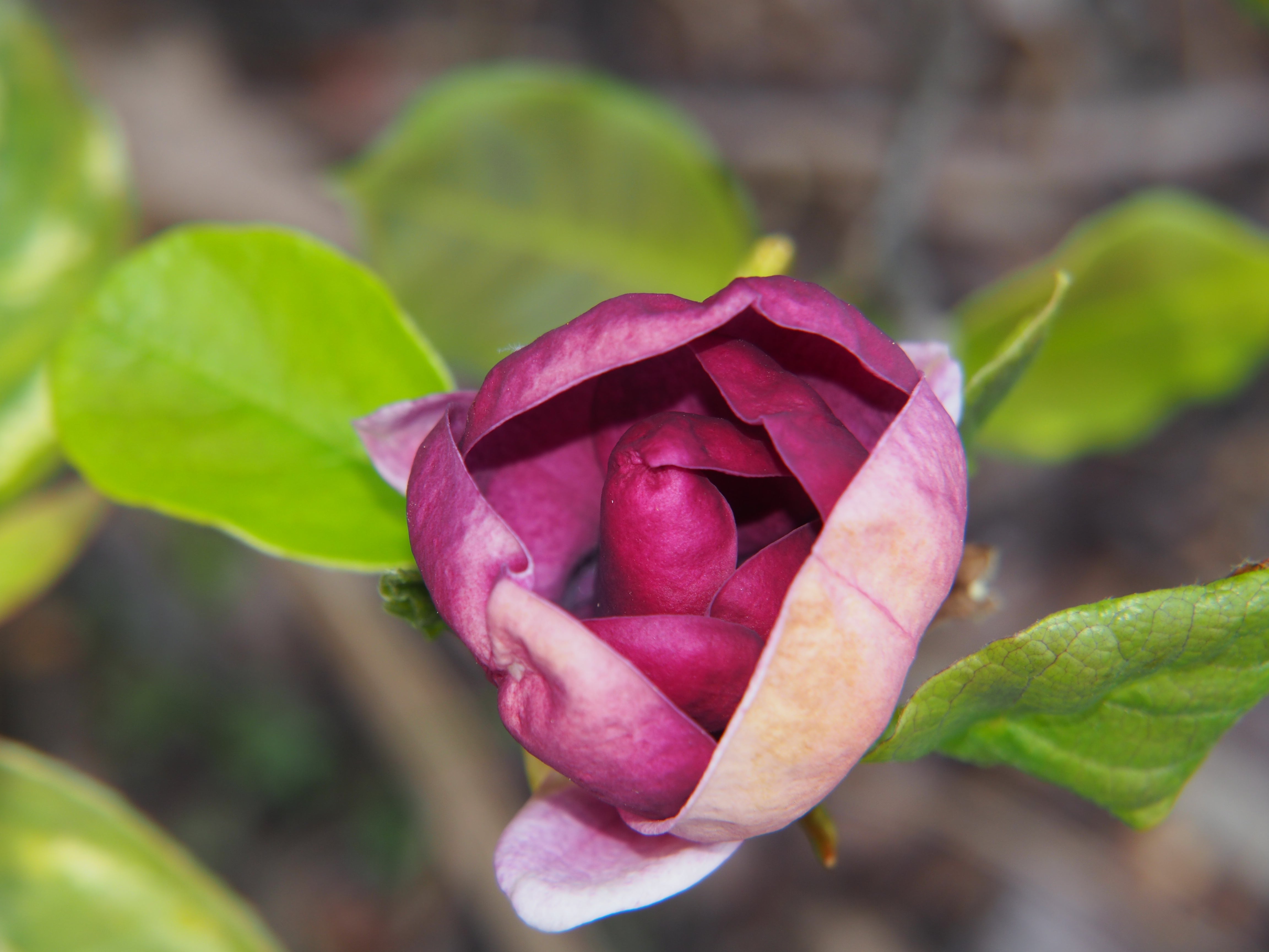 rosenmagnolia 'Genie'PBR